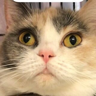 ブリティッシュショートヘアちゃん里親譲渡　●●●本文をよくご覧下...