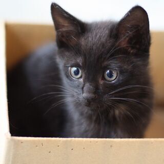 【募集一時停止】元気で食いしん坊・黒猫子猫　湯沢くん