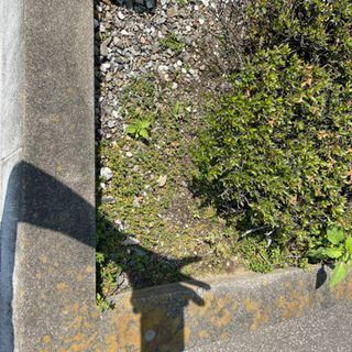 草むしり、家具の移動
