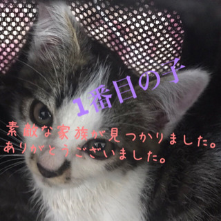 素敵な家族が見つかりました。ありがとうございました。