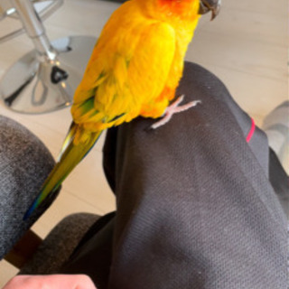 コガネメキシコインコ