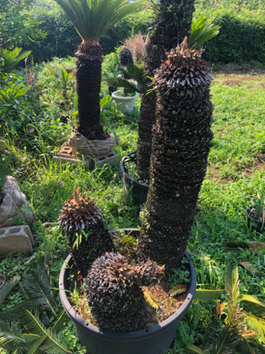 ソテツ　蘇鉄　３本