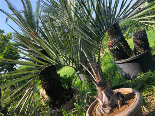 ココスヤシ　シルバーリーフ