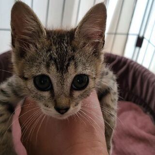保護猫を迎えよう！No.143ちゃん！♀️