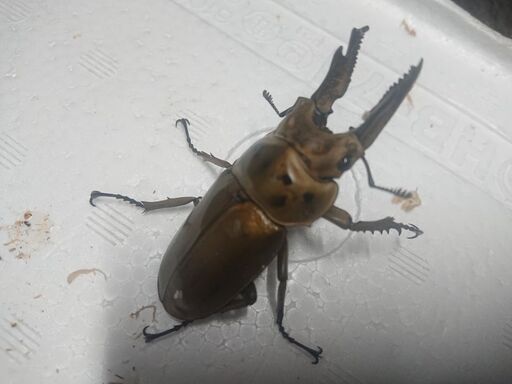 insectbase 格安 ババオウゴンオニペア 65㎜～57㎜ 5ペアいます。