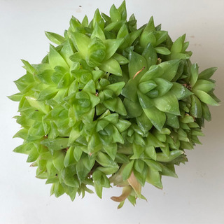 多肉植物　カップ植え（2）