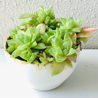 多肉植物　カップ植え（1）
