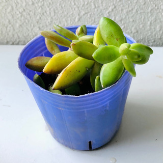 多肉植物　ポット植え（1）