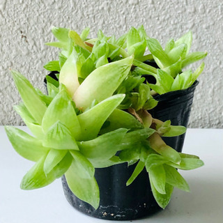 多肉植物　ポット植え（3）
