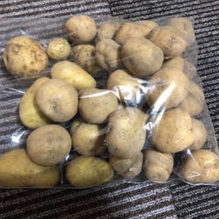 決まりました　明日１袋限定　小さいジャガイモ