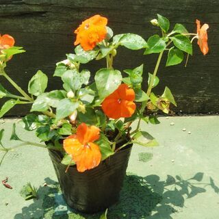 インパチェンス　植物の交換可能　朱赤　アフリカホウセンカ　苗　植...