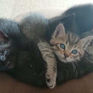 募集停止中。キジトラメス2匹、黒猫オス1の計3匹