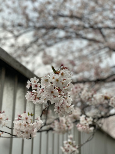 【譲っていただける方希望】レディースゴルフセット