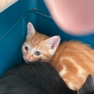 沢山の子猫ちゃん達