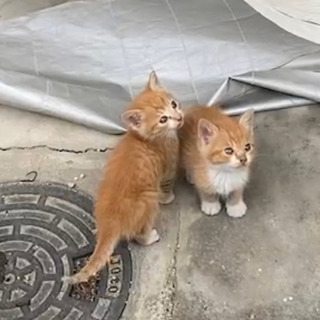 【急募】子猫の里親募集 - 大竹市
