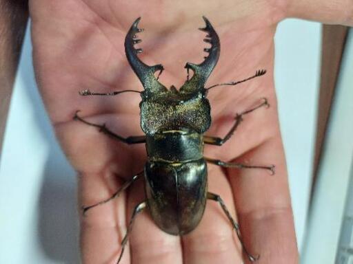 クワガタ、カブトムシ採集案内