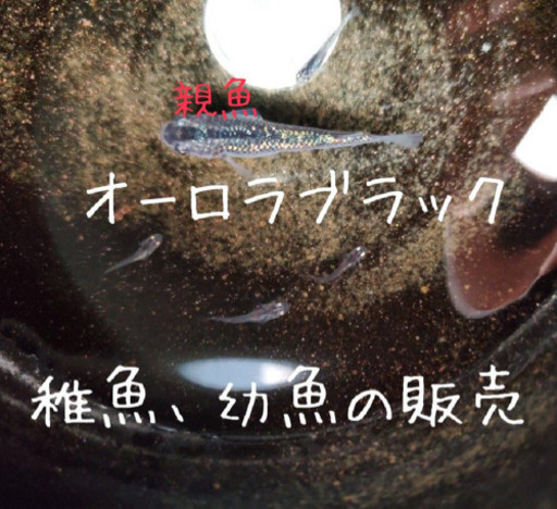 めだか　オーロラブラック幼魚