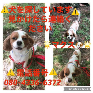 探しています！！！！！