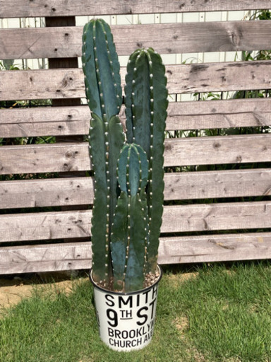 柱サボテン　鬼面角　②