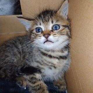 たくさんのご応募ありがとうございました！ - 猫