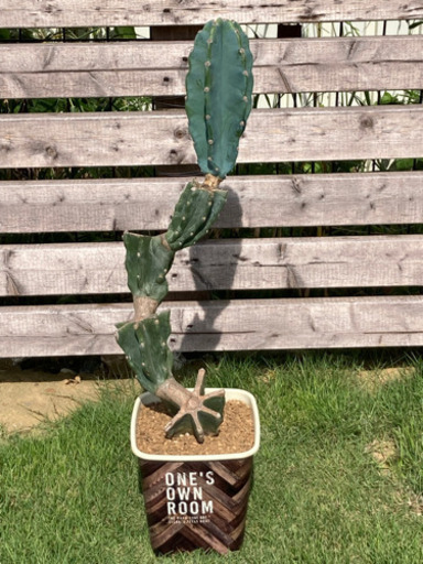 柱サボテン　鬼面角　ブランチ　③