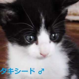 月齢1か月　半長毛の可愛い子猫たち5匹　【動画あり】