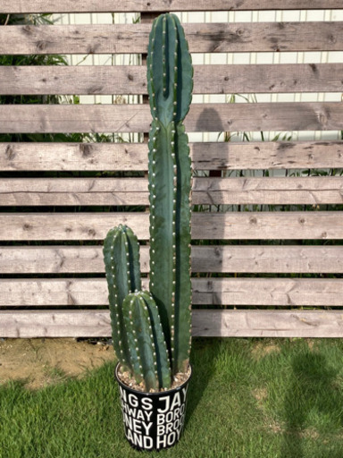 柱サボテン　鬼面角　①