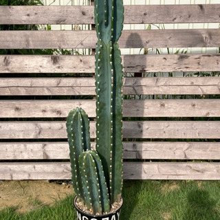 柱サボテン 鬼面角 ①