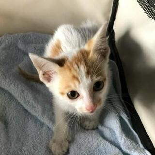 まだ１.５月の子猫