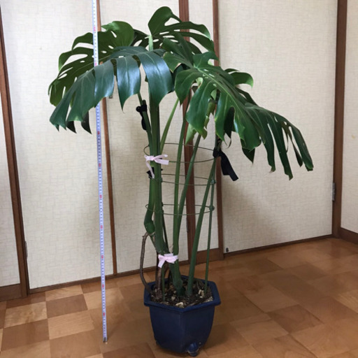 観葉植物 大きなモンステラ