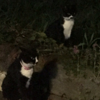 猫好きさん助けて下さい‼︎の画像