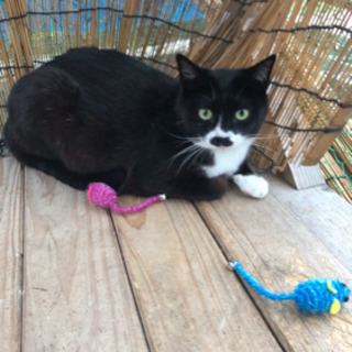猫好きさん助けて下さい‼︎ - 菊池市