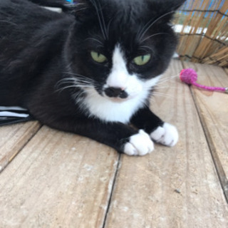猫好きさん助けて下さい‼︎ - 猫
