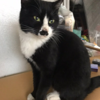猫好きさん助けて下さい‼︎ − 熊本県