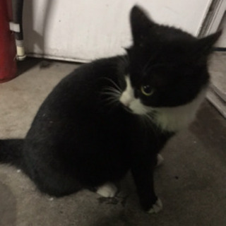 猫好きさん助けて下さい‼︎ - 里親募集