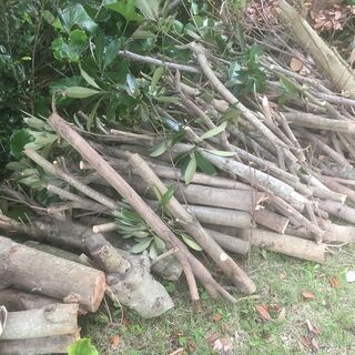 薪(まき)材🌳マテバシイ🌳（まだ残っています）の画像
