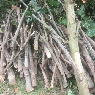 薪(まき)材🌳マテバシイ🌳（まだ残っています）の画像