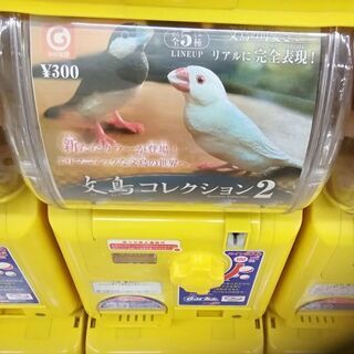 文鳥コレクション2