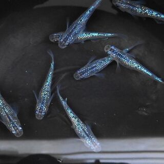 【メダカ】SSサイズ稚魚 各種1000円~