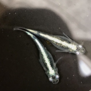 メダカの卵　各種　龍の瞳　サバの極み　卑弥呼の画像