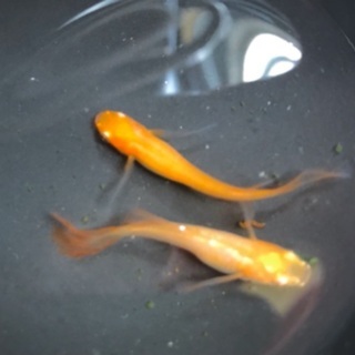 メダカの卵　各種　龍の瞳　サバの極み　卑弥呼の画像