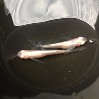 メダカの卵　各種　龍の瞳　サバの極み　卑弥呼