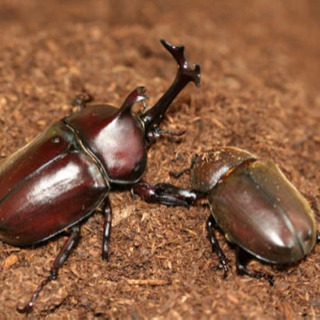 最終値引き！！子供大好きカブトムシ　　大型ケース丸ごと一個