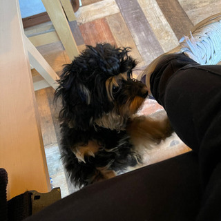 一緒に犬の散歩に行きましょう😁✨ - 世田谷区