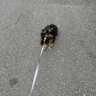 一緒に犬の散歩に行きましょう😁✨ − 東京都