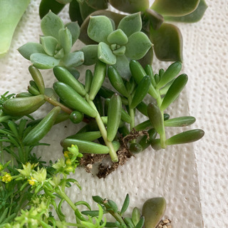 多肉植物　カット苗　抜き苗　葉挿し用葉の画像