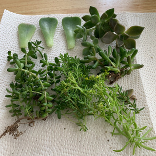 多肉植物　カット苗　抜き苗　葉挿し用葉の画像
