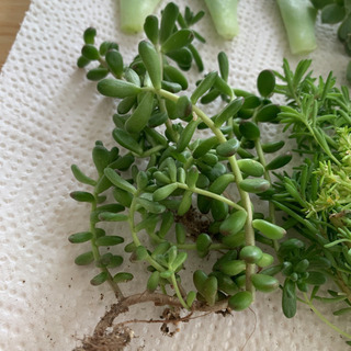 多肉植物　カット苗　抜き苗　葉挿し用葉