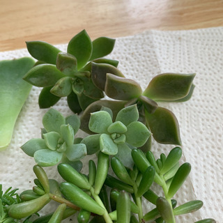 多肉植物　カット苗　抜き苗　葉挿し用葉の画像
