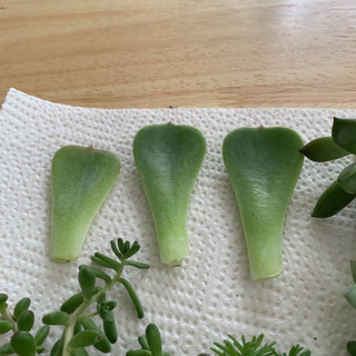 多肉植物　カット苗　抜き苗　葉挿し用葉の画像